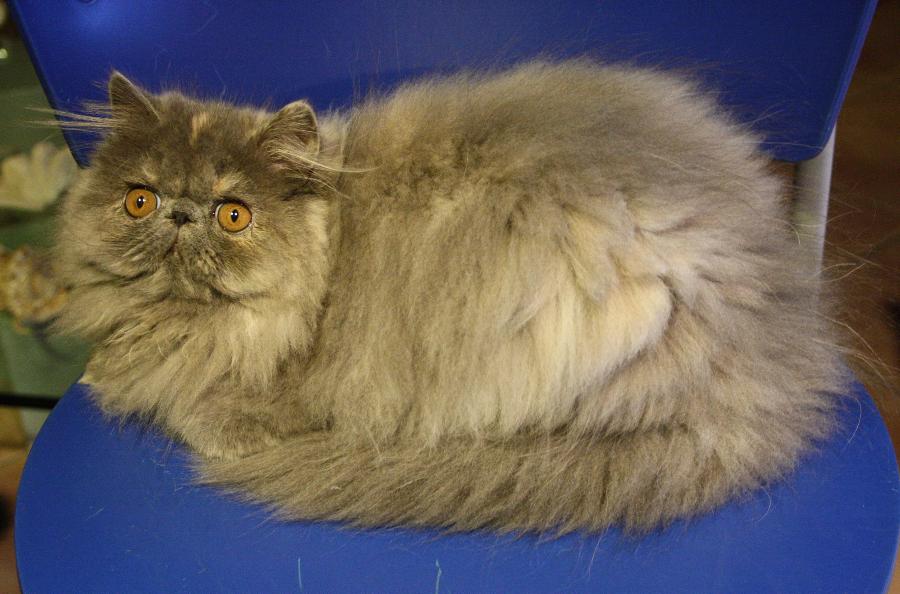 Widman Persians Dell'Araba Fenice ROSE of WIDMAN