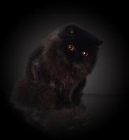 BlackHeart SAMSARAH of WIDMAN