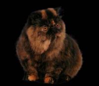 Oxalis KASHA' of WIDMAN